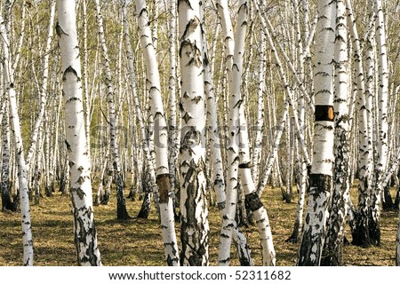 tree of the birch by springtime in wood