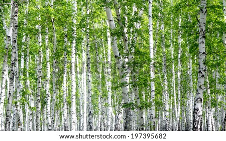 White birch trees in the forest in summer