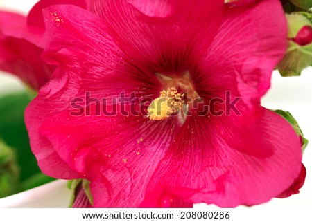 wild mallow flower isolated on white