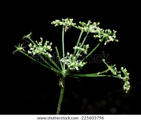 Dill (Fennel) flower