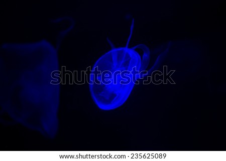 jellyfish illuminated in the dark water