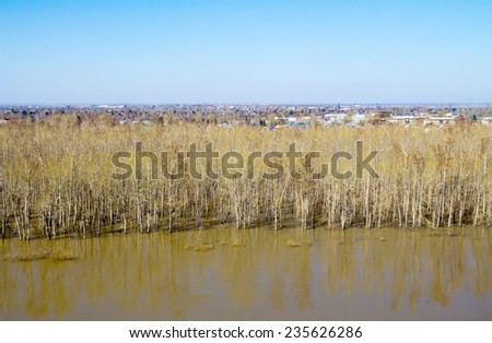 trees in the water, spring landscape