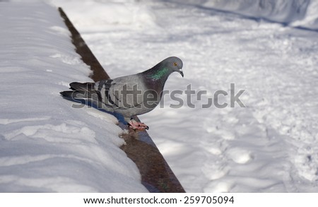wild dove gray winter