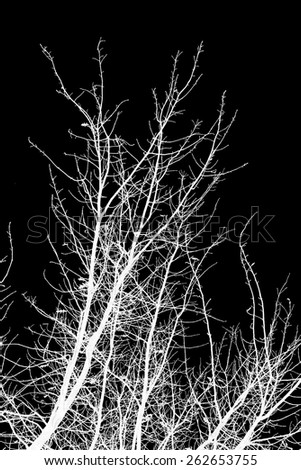 White silhouette of a tree branch on a black background