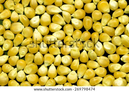 corn yellow corn for popcorn