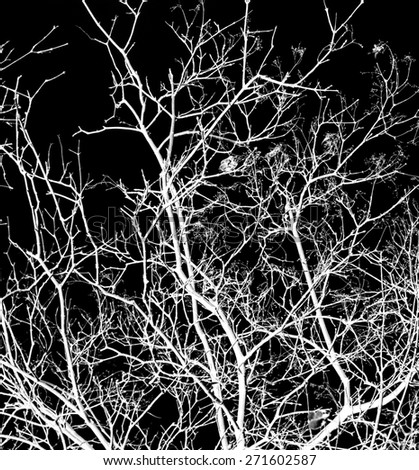 white tree branches on a black background