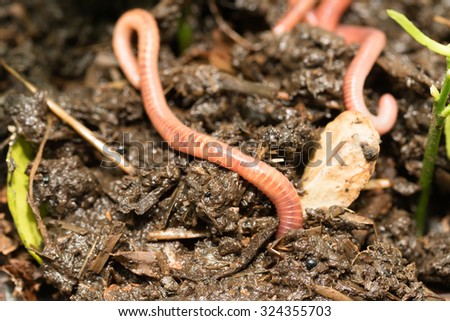 worms in the ground