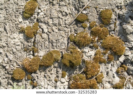 moss and lichen on granite stone