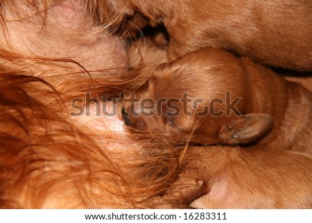 stock photo small puppy is sucking mother's nipple