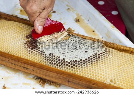 Close up of human hand extracting honey from honeycomb