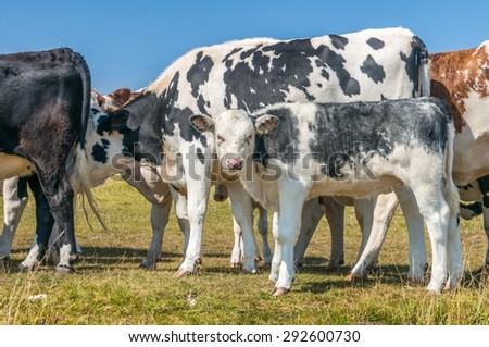 Farming concept, calf and other cows in pasture