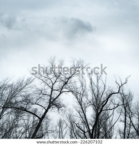 tree tops without leaves Dramatic sky over old lonely trees