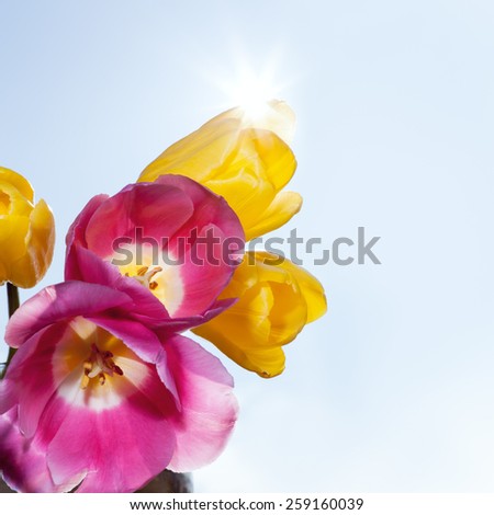 colorful tulips in spring sun, spring background with tulips