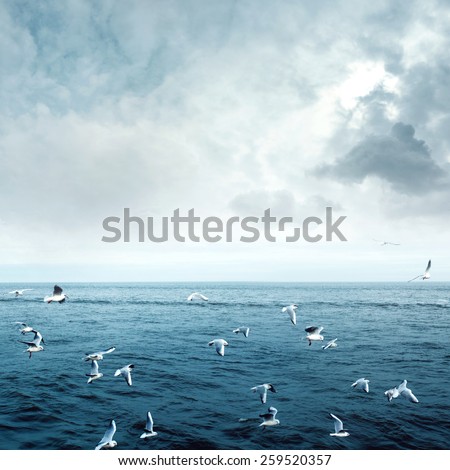 Group of seagulls on sea, gulls hovering above the sea surface ocean clouds