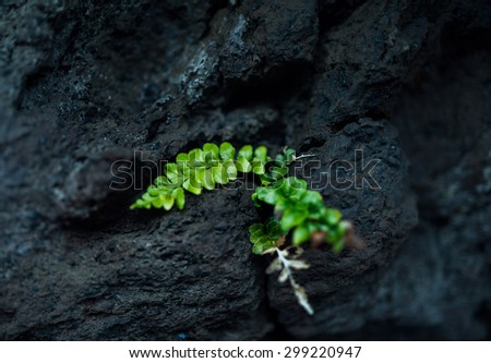 green plant on the black rock, Green fern plant on black lava field