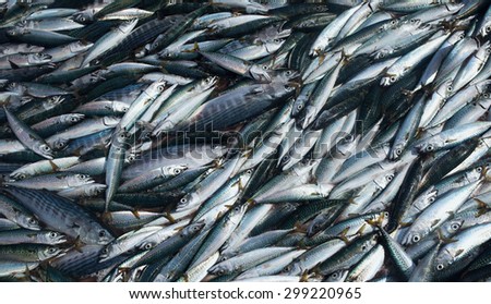 Fresh mackerel fish,Fresh caught sea fish