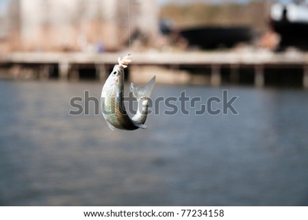 Just catched fish on a hook with white worms