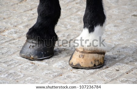 The hooves are of vital importance for the horse because together with the legs they need to carry the full weight of the horse