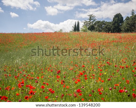 Field of brightly colored poppy flowers under a blue sky with scattered clouds in Tuscany