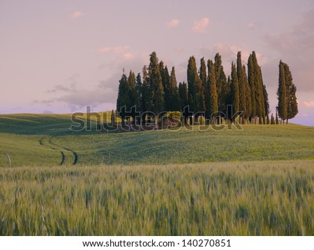 Group of cypress tree in  Tuscan landscape of the Val d\'Orcia as the sun starts to set and the sky turns pink
