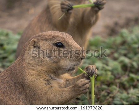 Prairie dog eating a piece of grass