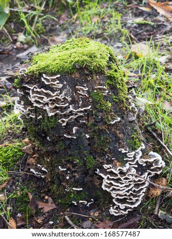 Bjerkandera fumosa belongs to the family of the Meruliaceae fungi