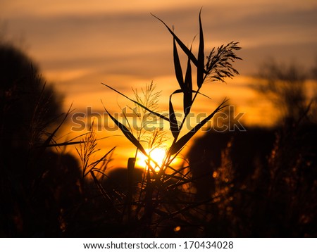 Reed panicle against the setting sun in the fall