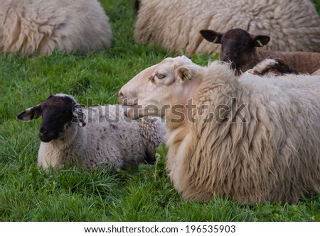 Mother sheep surrounded by her little lambs
