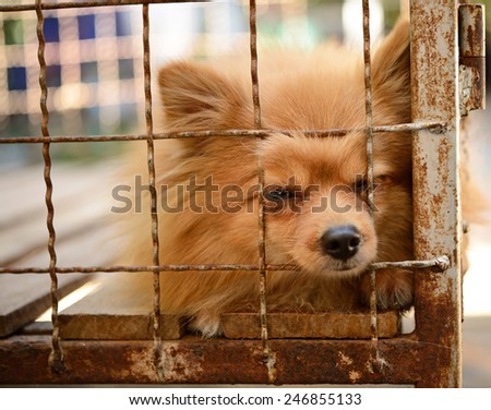 pomeranian dog in dog cage