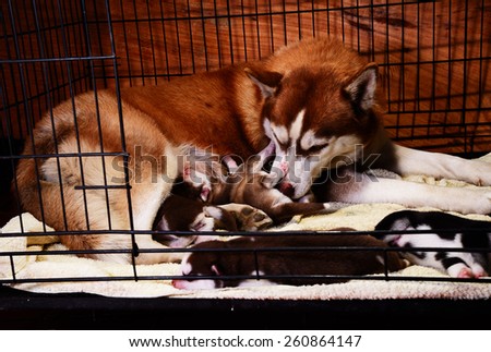 siberian husky feeding puppy in cage