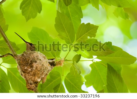 Hummingbird in nest. Slight motion blur of leaves due to wind. Image made in uncontrolled environment and at 400mm.