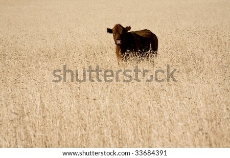 Lone cow standing in wheat field.