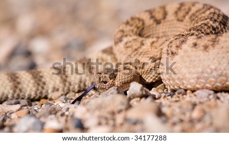 Close up of Western Rattlesnake in northern Arizona desert. Scientific name is  Crotalus viridis.