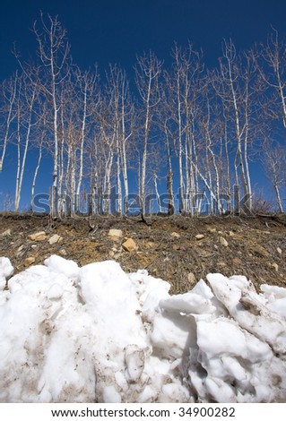 Snow bank and bare Aspen trees.
