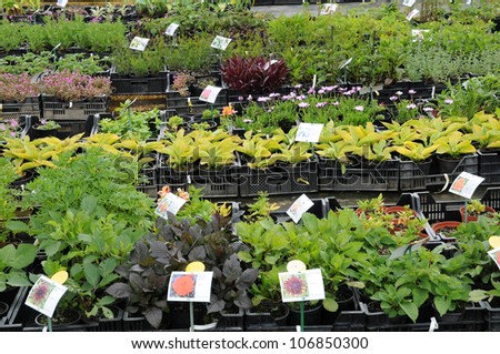 France, a plant nursery in Brittany
