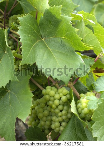 France, vineyard, Bordeaux wine
