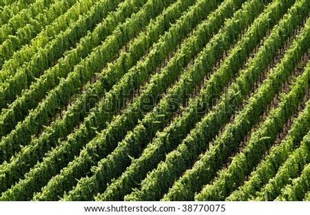 France, vineyard, Bordeaux wine