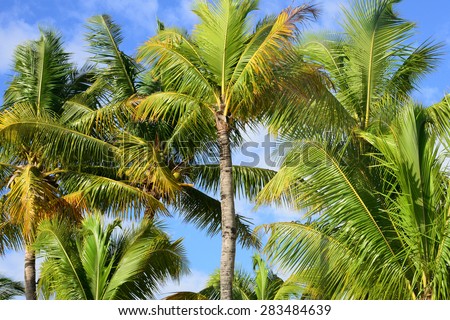 Africa, palm tree inthe picturesque area of La Pointe Aux Canonniers in Mauritius