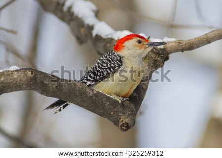 Red-bellied woodpecker sitting on a tree branch with snow on it in Canada