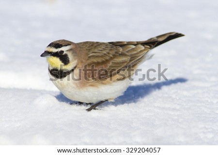 A Horned Lark bird posing in the cold white snow during wintertime in Canada
