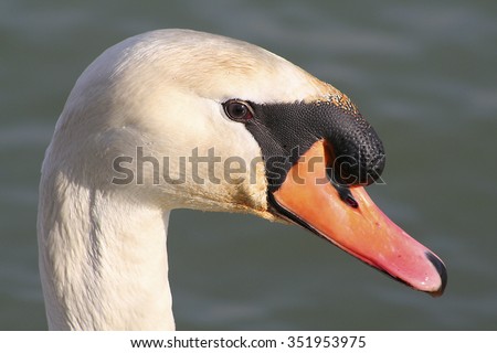 Close Up of a Mute Swan Face in the sun