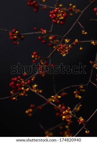 Branches with red berries isolated on black background. Tree branchs isolated on black.