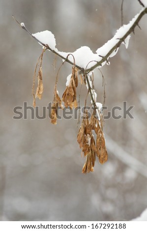 Box elder pods covered with snow