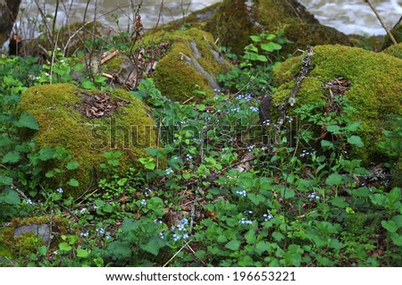 Forget-me-not flowers between stones covered with moss