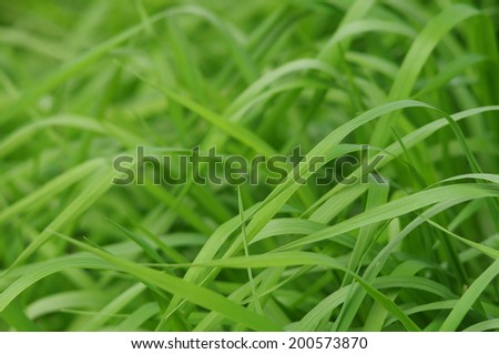 green grass close-up