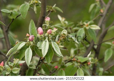 Apple tree buds on a branch in spring