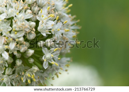 Macro of blooming onion flower