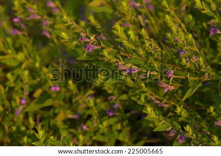 Purple wildflowers background