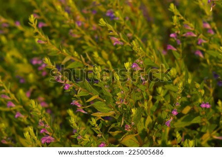 Purple wildflowers background
