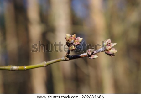 Branch with new leaves in spring